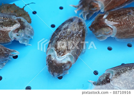 Cuttlefish Cuttlefish 88710916