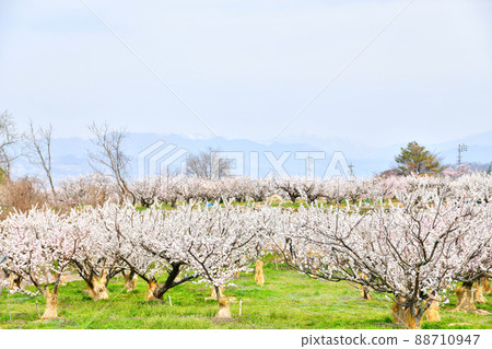 築間市安津之裡周邊（長野縣築間市）[2022.4] 88710947