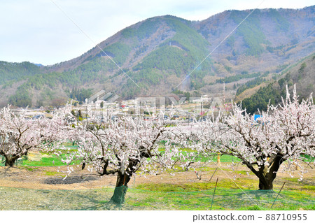 築間市安津之裡周邊（長野縣築間市）[2022.4] 88710955