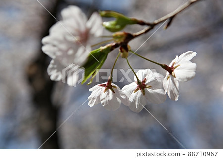 櫻桃樹 88710967