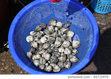 clam 88710979