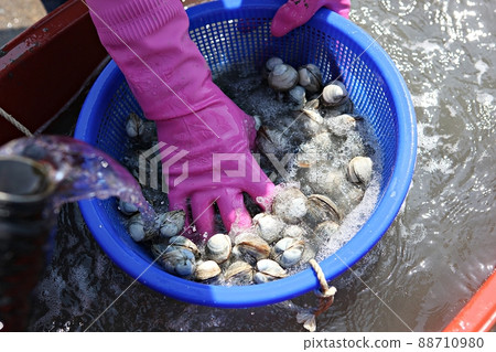 clam 88710980