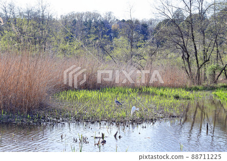 Two herons relaxing in the spring swamp 88711225