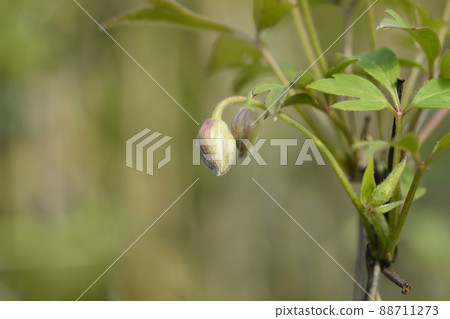 Mountain clematis Rubens 88711273