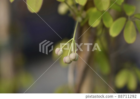 Five-leaf akebia Five-leaf akebia 88711292