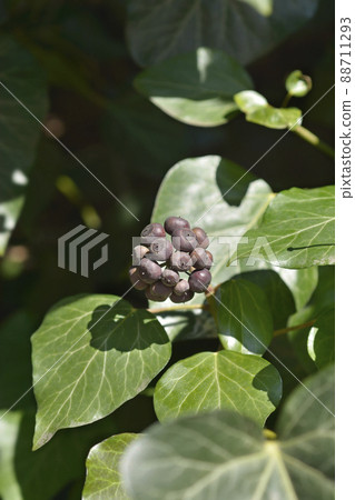 Common ivy Common ivy 88711293