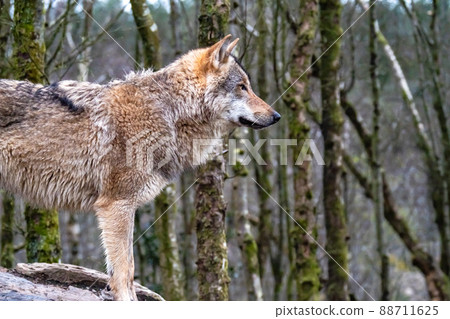 Close up of an adult wolve roaming in the forest 88711625