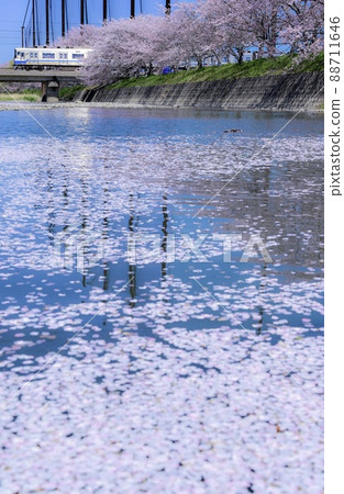 櫻桃花瓣地毯 櫻桃花瓣地毯 88711646