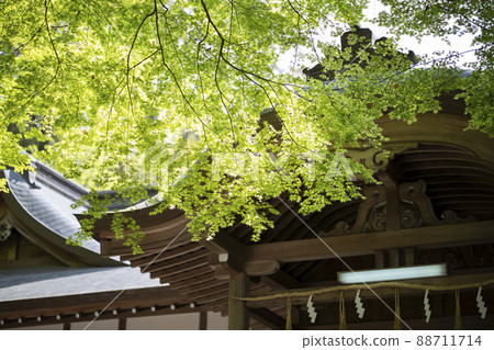 大阪府東大阪市出雲町平岡神社的鮮綠秋葉 大阪府東大阪市出雲町平岡神社的鮮綠秋葉 88711714