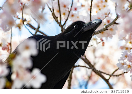 Sakura in full bloom and Jungle Crow Sakura in full bloom and Jungle Crow 88711929