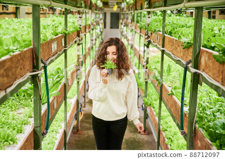 Smiling female person enjoying scent of fresh leafy greens in greenhouse. Woman holding pot with green leafy plant and smelling aromatic leaf while standing in aisle between shelves with plants. Smiling female person enjoying scent of fresh leafy greens in greenhouse. Woman holding pot with green leafy plant and smelling aromatic leaf while standing in aisle between shelves with plants. 88712097