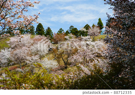 Yoshinoyama Sakura 88712335