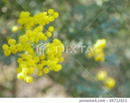 Sankakuba Acacia 4 Sankakuba Acacia 4 88712823