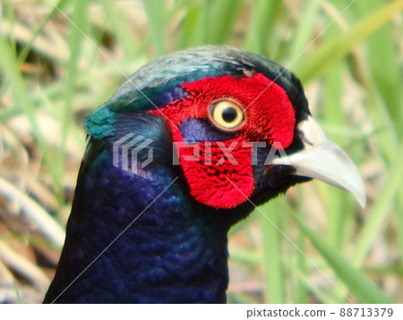 Heart-shaped red face of a male pheasant in the grass of a river Heart-shaped red face of a male pheasant in the grass of a river 88713379