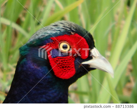 A male pheasant with a heart-shaped red face on the banks of the Nanakita River A male pheasant with a heart-shaped red face on the banks of the Nanakita River 88713386