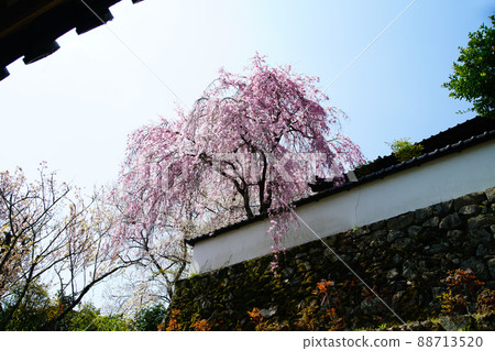 Hase-ji Temple櫻花奈良縣 88713520