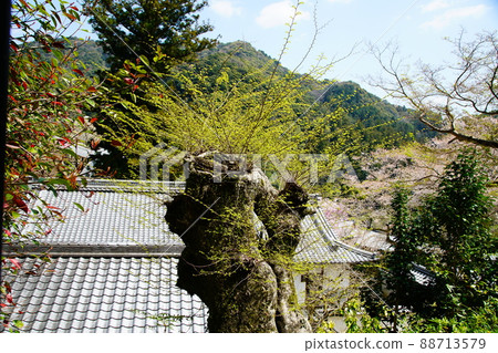 Hase-ji Temple cherry blossoms Nara Prefecture 88713579