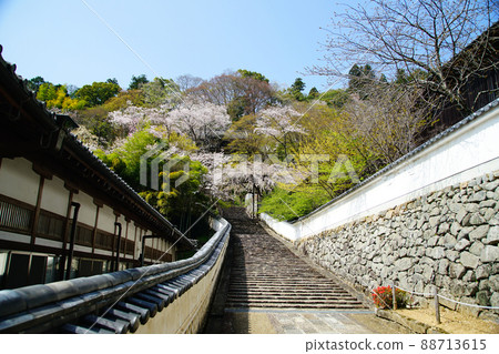 Hase-ji Temple cherry blossoms Nara Prefecture 88713615