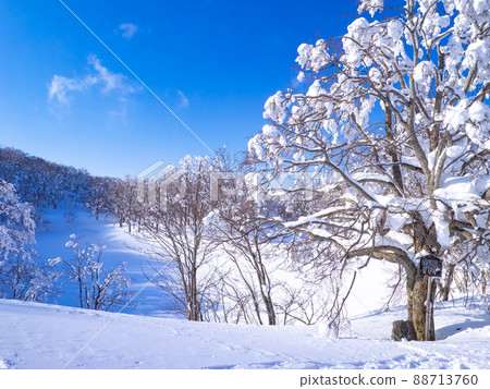 滑雪場外的白雪沼澤(山形縣、藏王溫泉滑雪場、獨港沼澤) 滑雪場外的白雪沼澤(山形縣、藏王溫泉滑雪場、獨港沼澤) 88713760