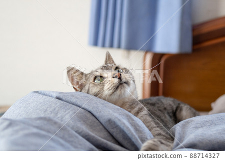 Cat looking up Sabatra cat Cat looking up Sabatra cat 88714327