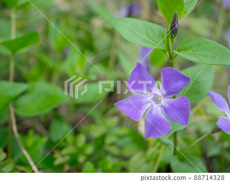 Periwinkle 1 Periwinkle 1 88714328
