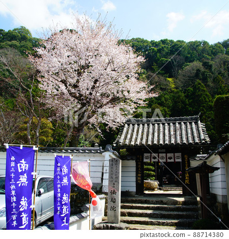 Hase-ji Temple cherry blossoms Nara Prefecture 88714380