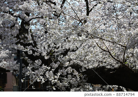 Nikaryō Waterway in full bloom 88714794