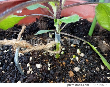 Eggplant seams of grafted seedlings 88714806