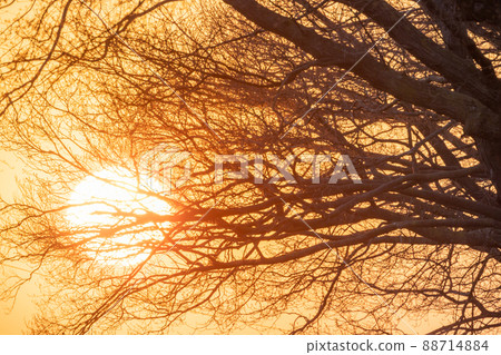 The setting sun shining through the trees in the forest The setting sun shining through the trees in the forest 88714884