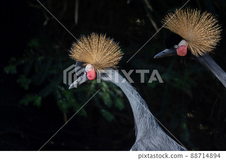 Beautiful bird, two Grey Crowned Crane with blue eye and red wattle, head profile against a dark 88714894