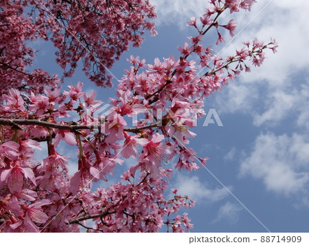 花朵小,單瓣,深粉紅色,向下綻放。 花朵小,單瓣,深粉紅色,向下綻放。 88714909