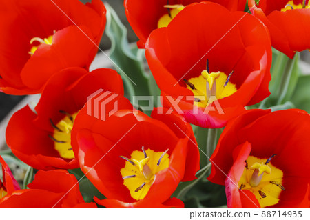 Crimson tulip field 88714935