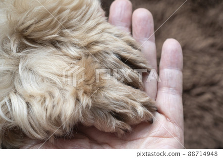 A cute little dog holding its front legs into a woman's hand A cute little dog holding its front legs into a woman's hand 88714948