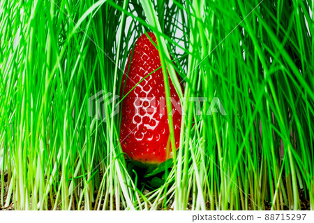 one large red strawberry berry in green grass one large red strawberry berry in green grass 88715297