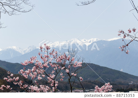 Takatookohiganzakura in the first full bloom of the world that shines in the sunlight Snow still remains in the mountains of the Central Alps Takatookohiganzakura in the first full bloom of the world that shines in the sunlight Snow still remains in the mountains of the Central Alps 88715353