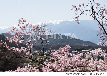 Takatookohiganzakura in the first full bloom of the world that shines in the sunlight Snow still remains in the mountains of the Central Alps Takatookohiganzakura in the first full bloom of the world that shines in the sunlight Snow still remains in the mountains of the Central Alps 88715354