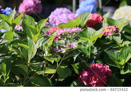 繡球花0169 88715422