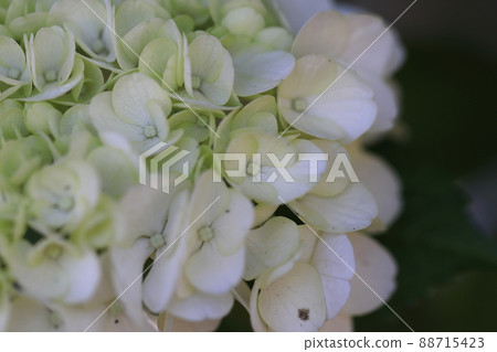 繡球花0170 繡球花0170 88715423