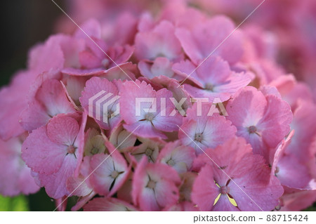 繡球花0171 88715424