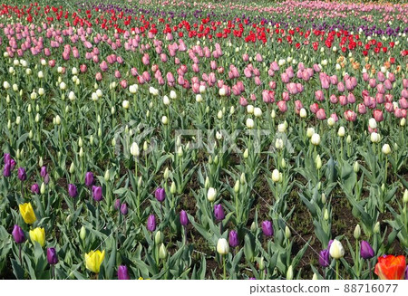 燦爛的鬱金香 88716077