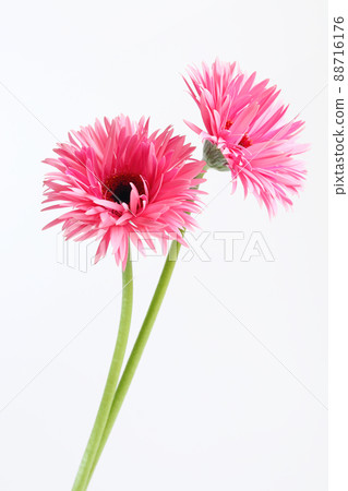 Yae Gerbera 88716176