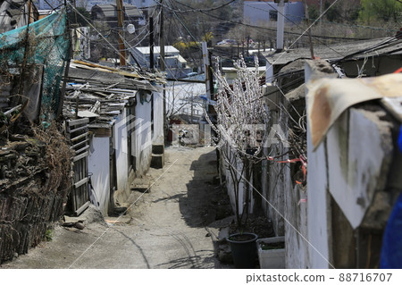 Jeongneunggol. Alley. Spring flowers. Redevelopment 88716707