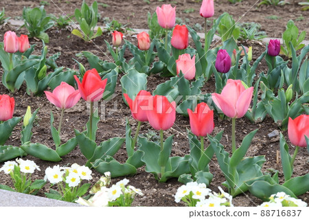 春天在日本公園盛開的紅色鬱金香花和白色報春花 春天在日本公園盛開的紅色鬱金香花和白色報春花 88716837