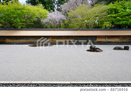The stone garden of Ryoanji Temple, a World Heritage Site in Kyoto City, which was worshiped during the cherry blossom season 88716916