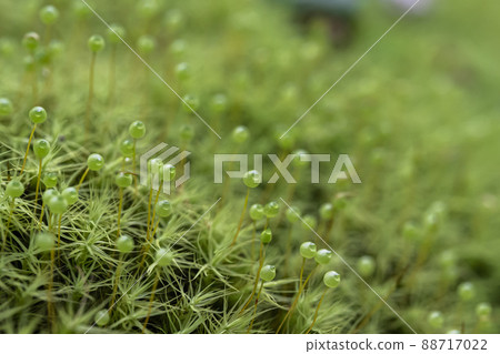 蓬鬆的圓蛋,酥脆可愛 蓬鬆的圓蛋,酥脆可愛 88717022