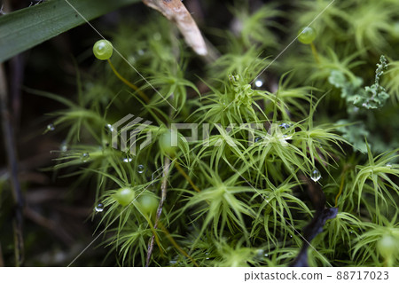 蓬鬆的圓蛋,酥脆可愛 蓬鬆的圓蛋,酥脆可愛 88717023