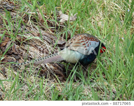 A male pheasant hiding his head in the grass on the edge of the Nanakita River A male pheasant hiding his head in the grass on the edge of the Nanakita River 88717065