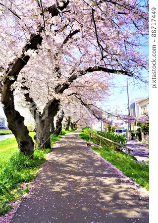 Unmanned row of cherry blossom trees 88717449
