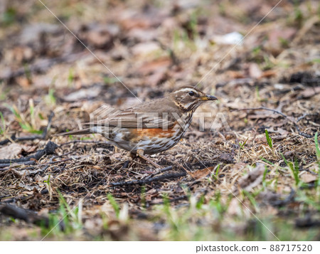Wood bird Redwing, Turdus iliacus, on a sprng lawn. 88717520
