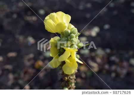 Yellow snapdragon flowers, soft focus. 88717626